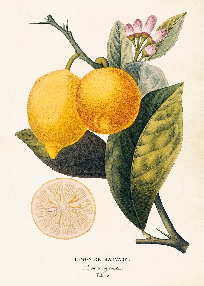 Poster Lemon