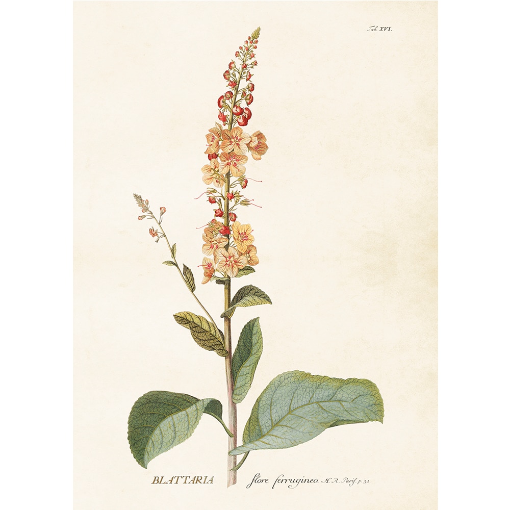 Poster Verbascum Blattaria