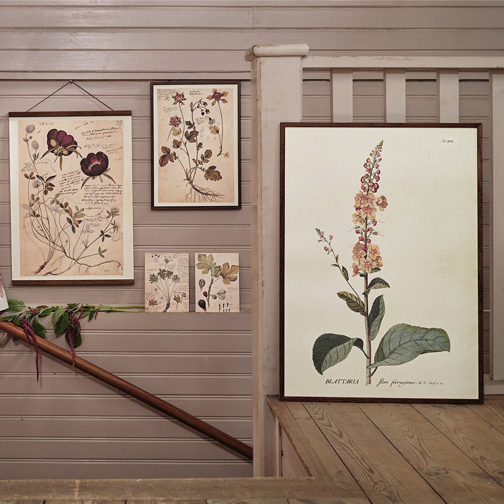 Poster Verbascum Blattaria