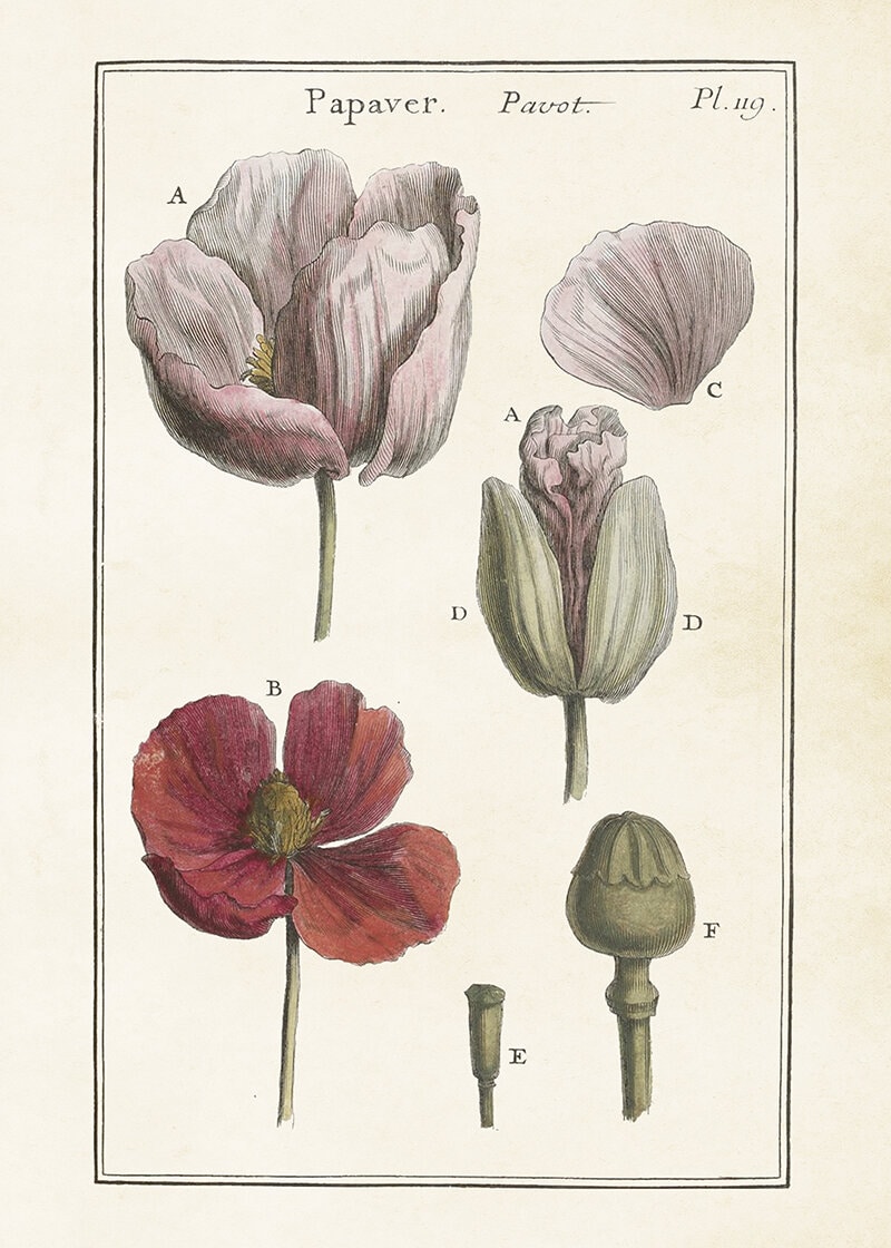 Poster Poppy
