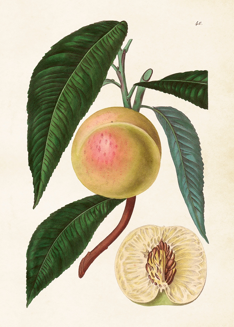Poster White Nectarine