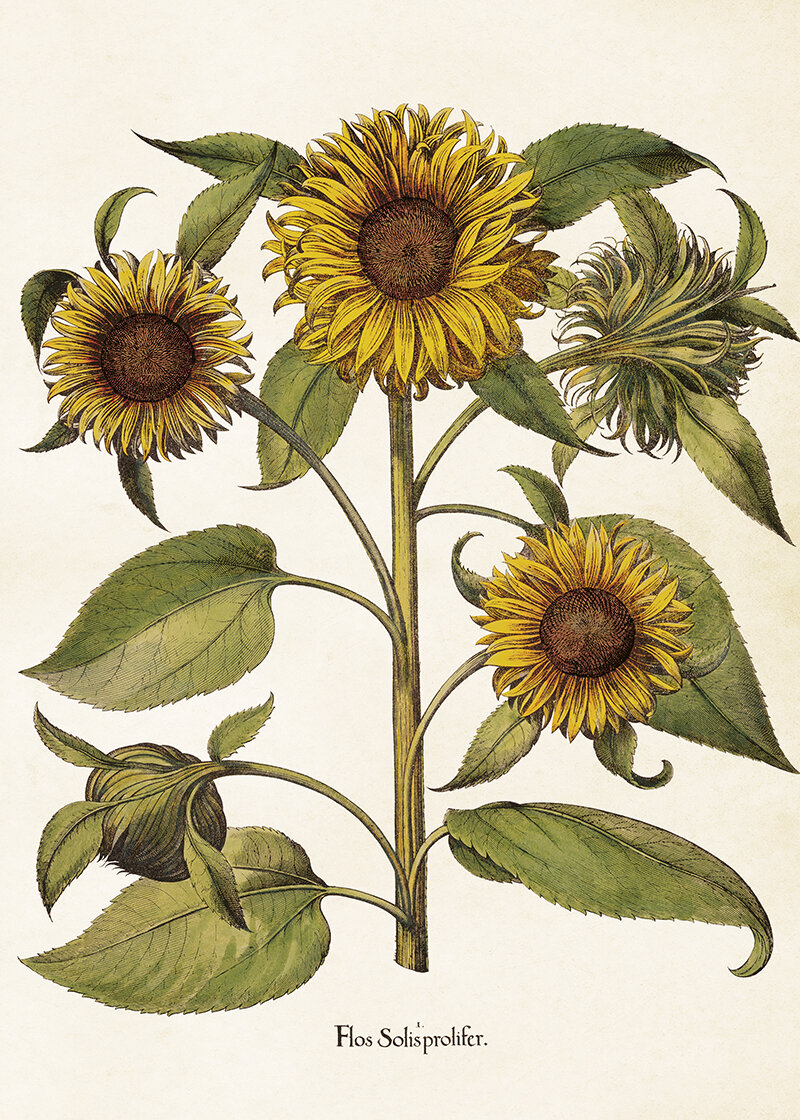 Poster Sunflower