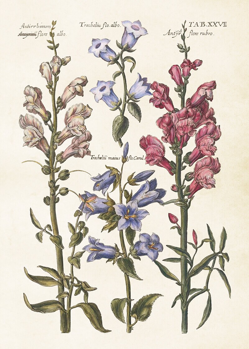 Poster Snapdragon