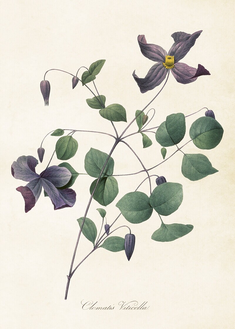 Poster Italien Clematis