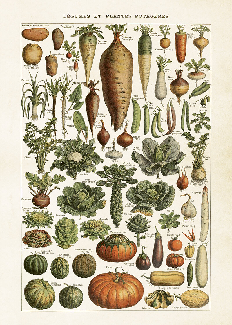 Poster Vegetables Large