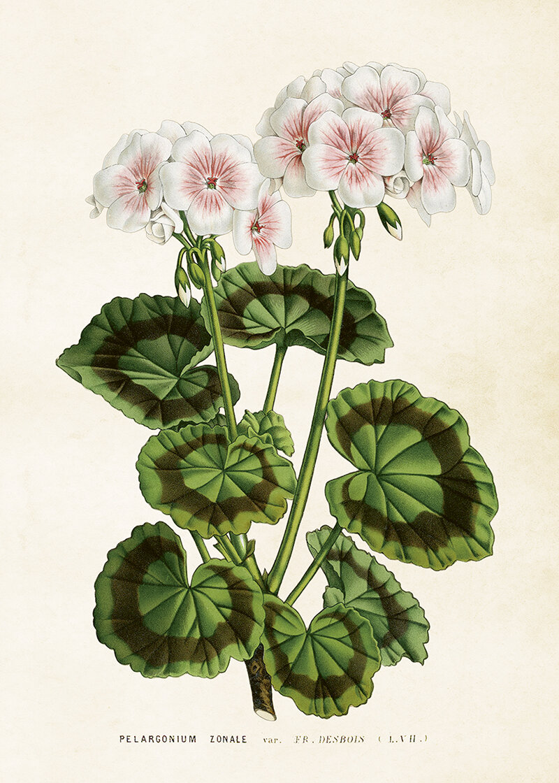 Poster Geranium