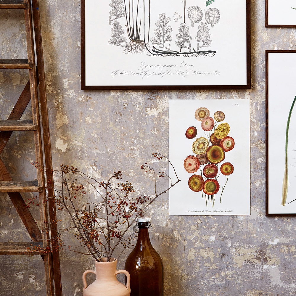 Poster Helichrysum Arenarium
