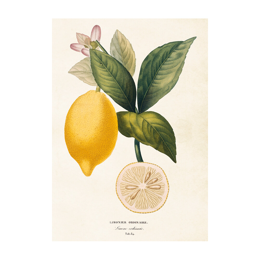 Poster Lemon
