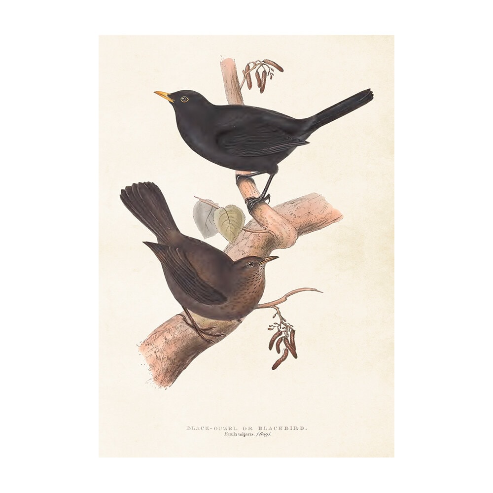 Poster Blackbird