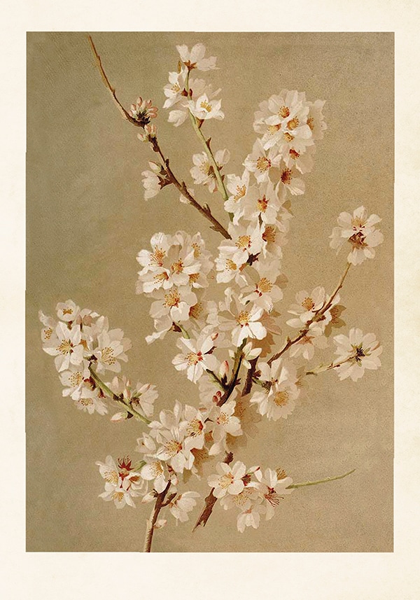 Poster Almond Blossom
