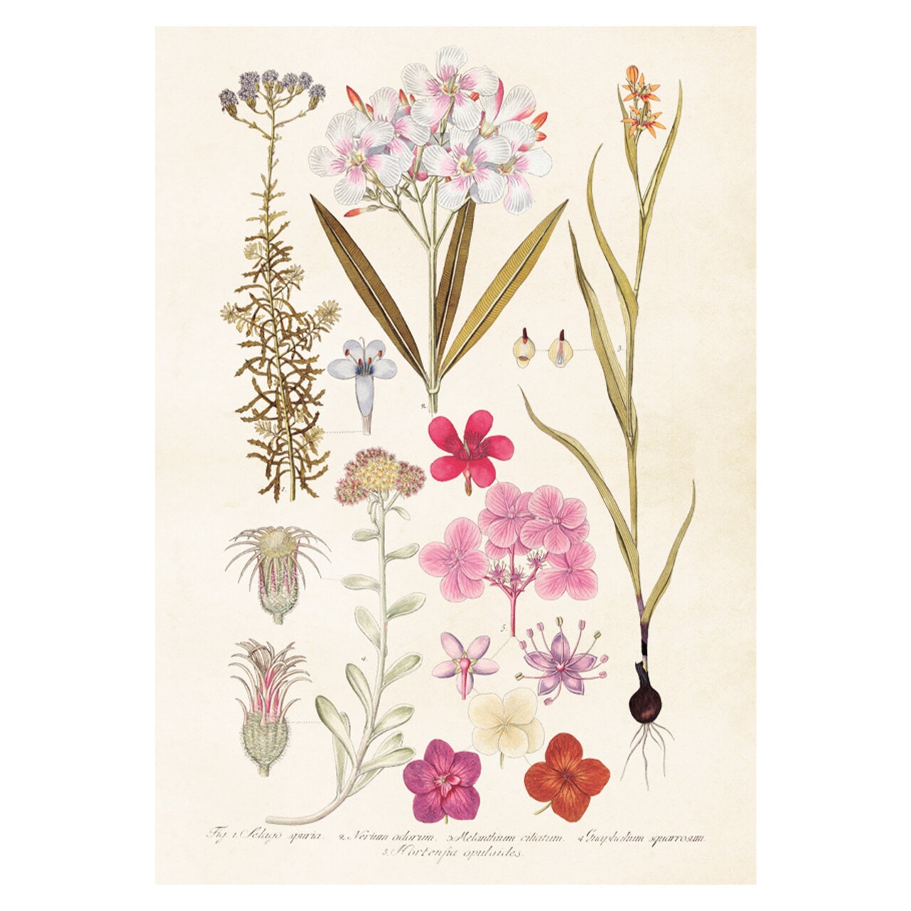 Poster Botanical Flowers