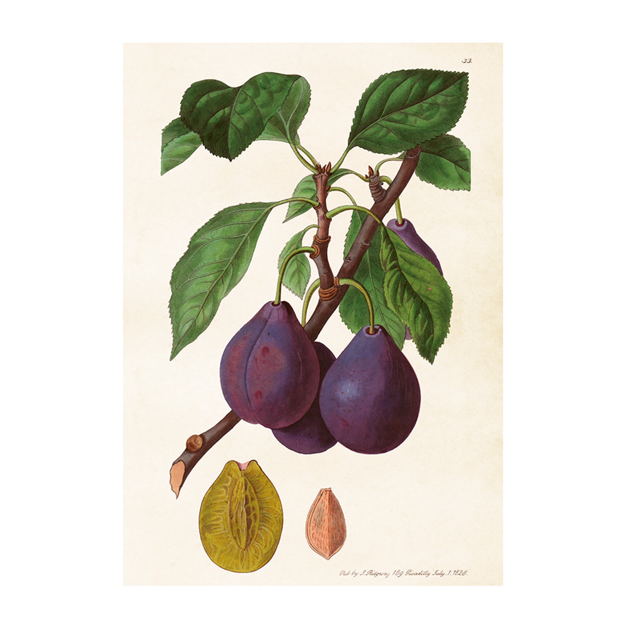 Poster Plum