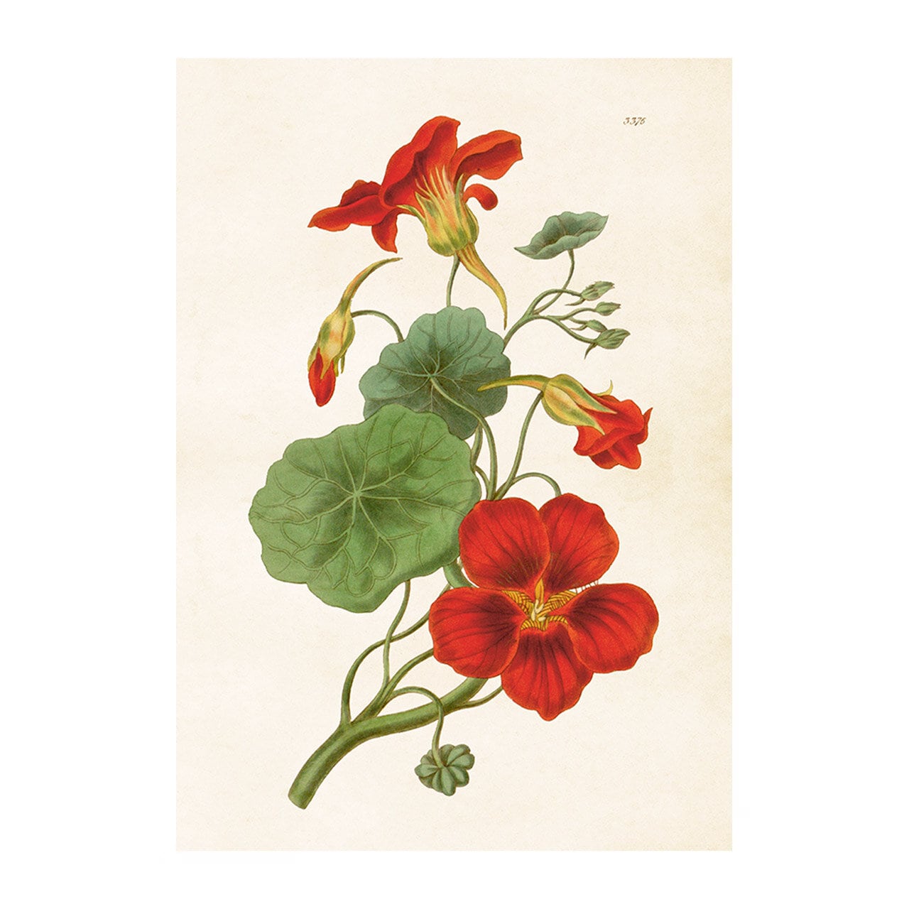 Poster Red Cress Flowers