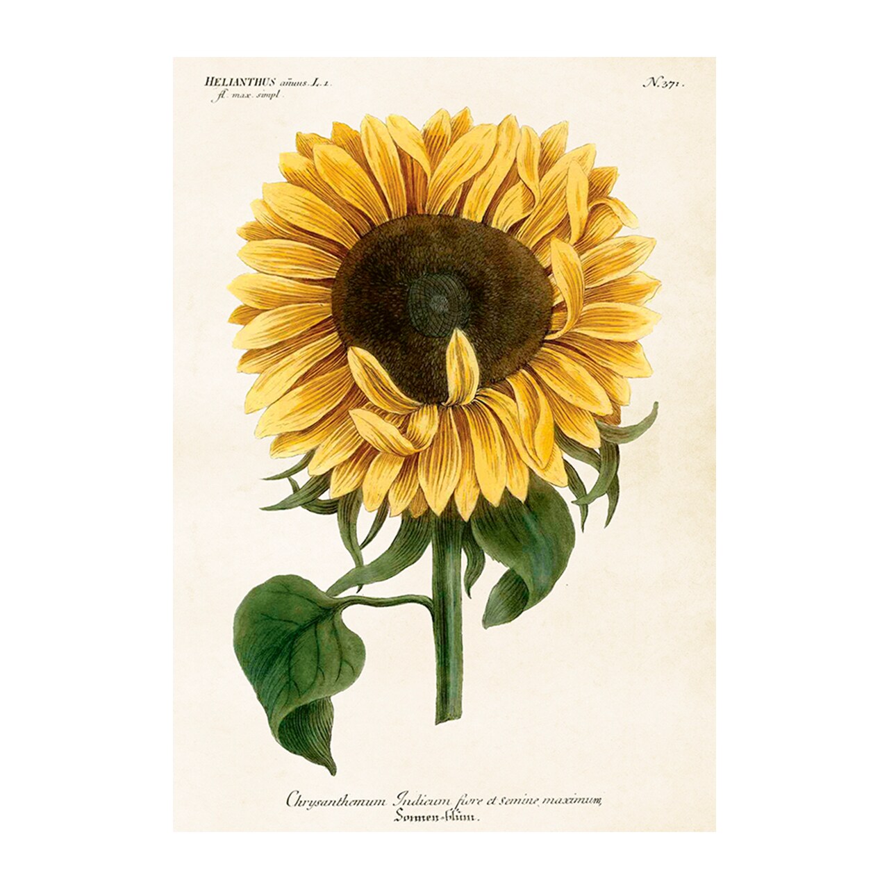 Poster Sunflower