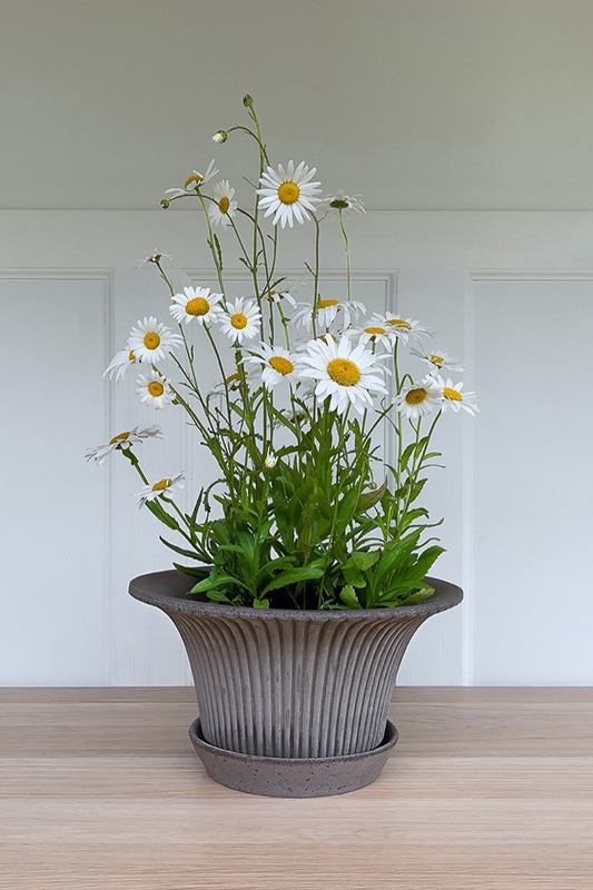 Pot Daisy Grey w. Saucer