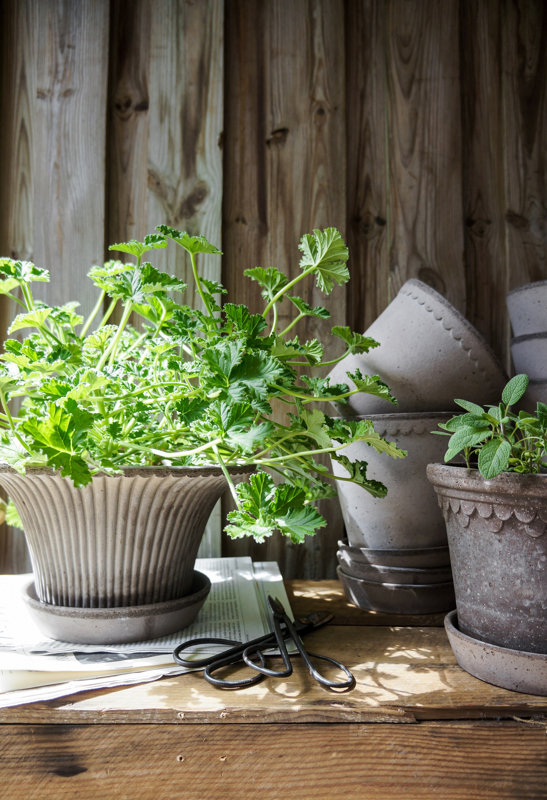 Pot Daisy Grey w. Saucer