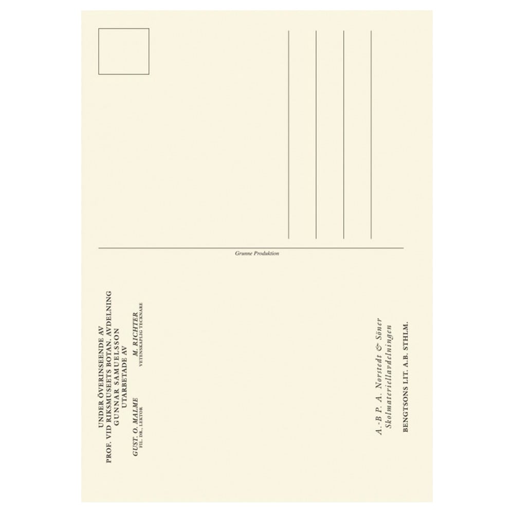 Postcard Fish