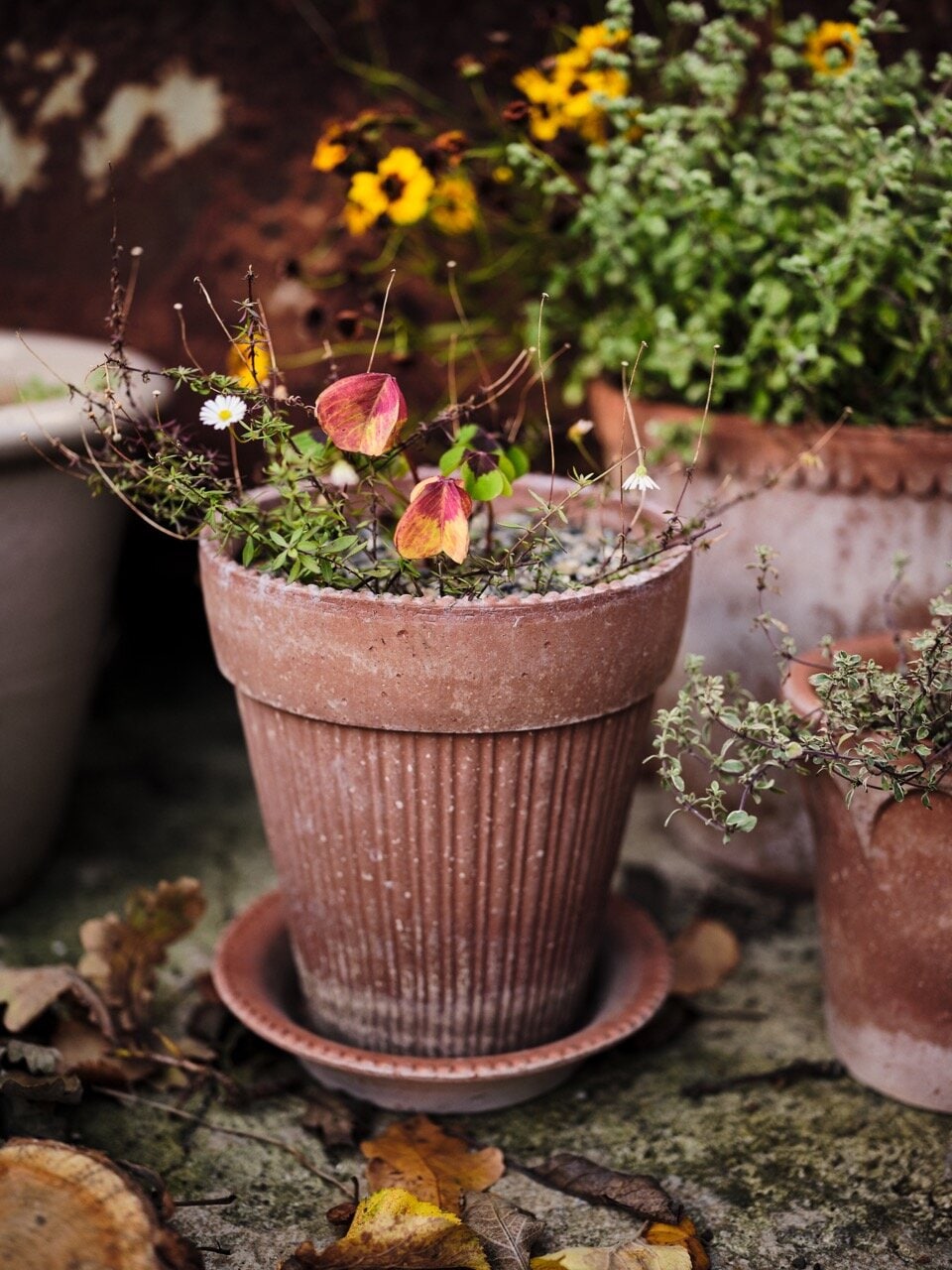 Pot Simona Pink