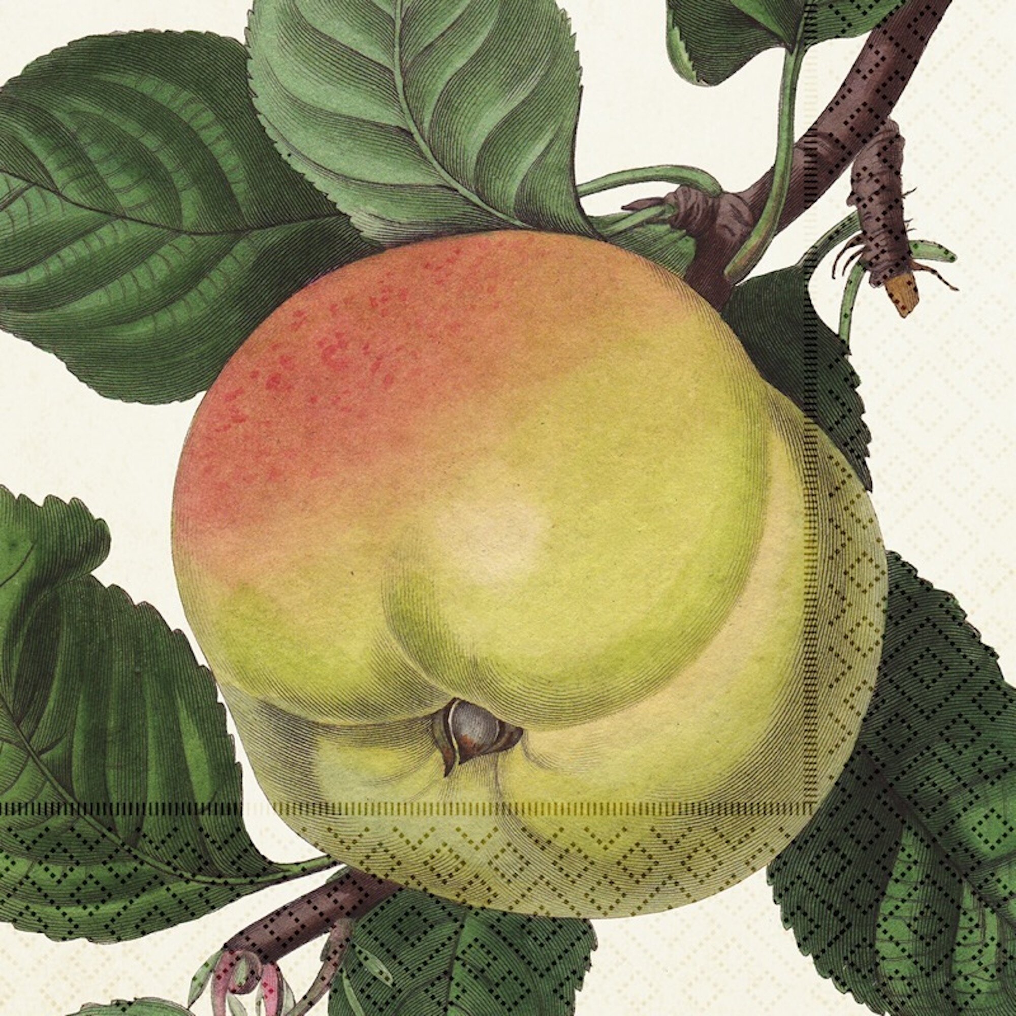 Napkin Apple