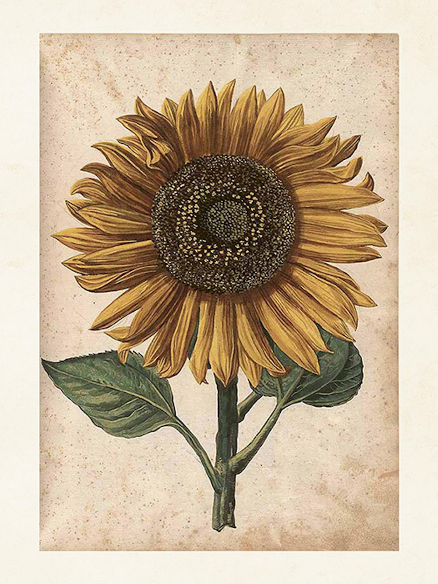 Poster Sunflower