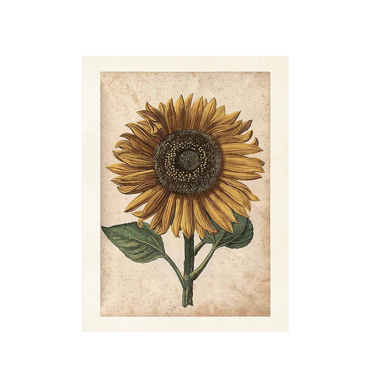 Poster Sunflower