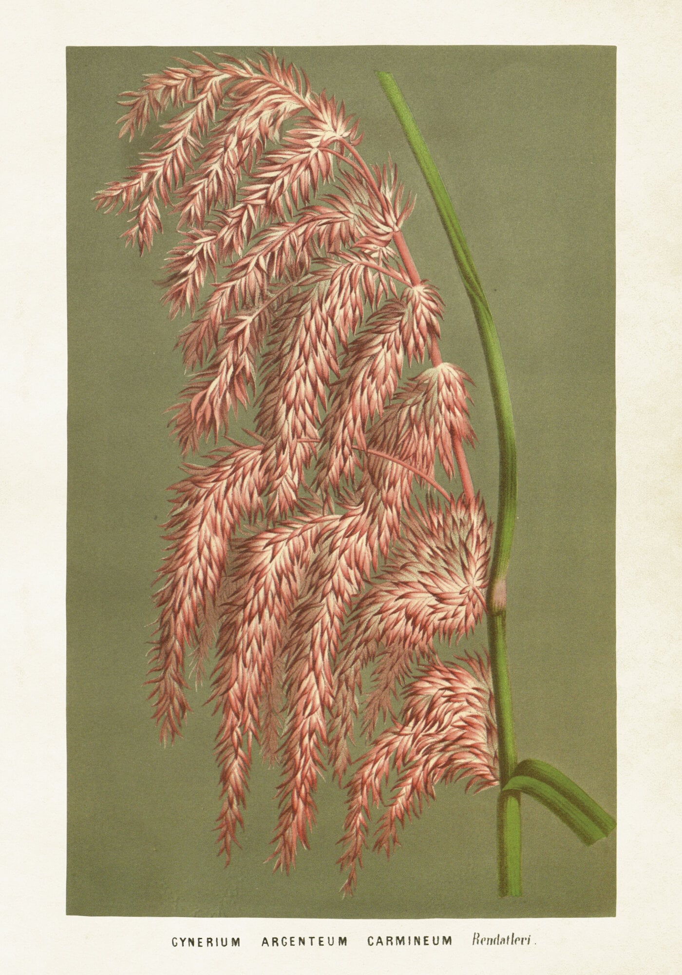 Poster Pampas Grass