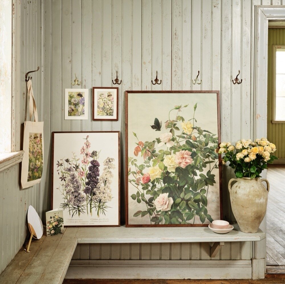 Poster White Peony