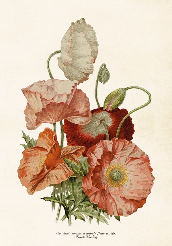 Poster Poppies